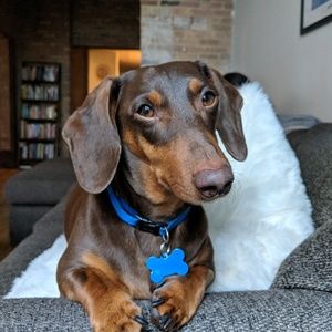 Meet your Posher, Eli